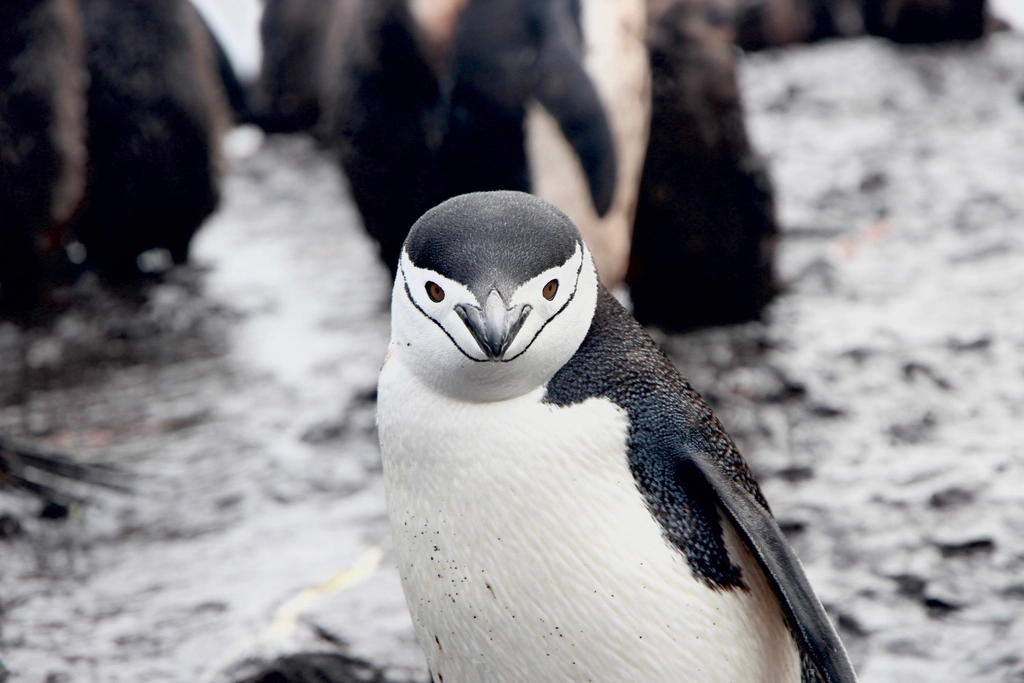 Chinstrap Penguin Facts