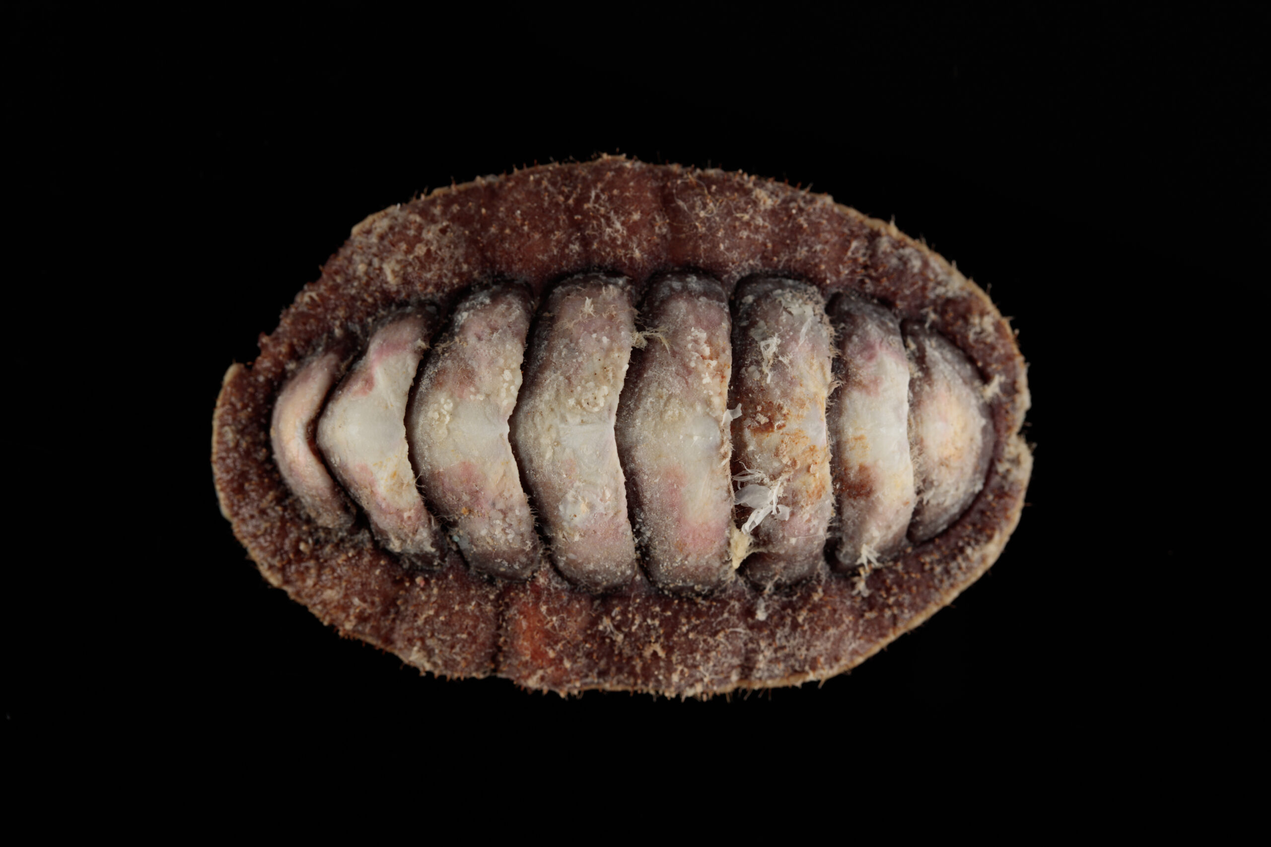 Chiton Facts
