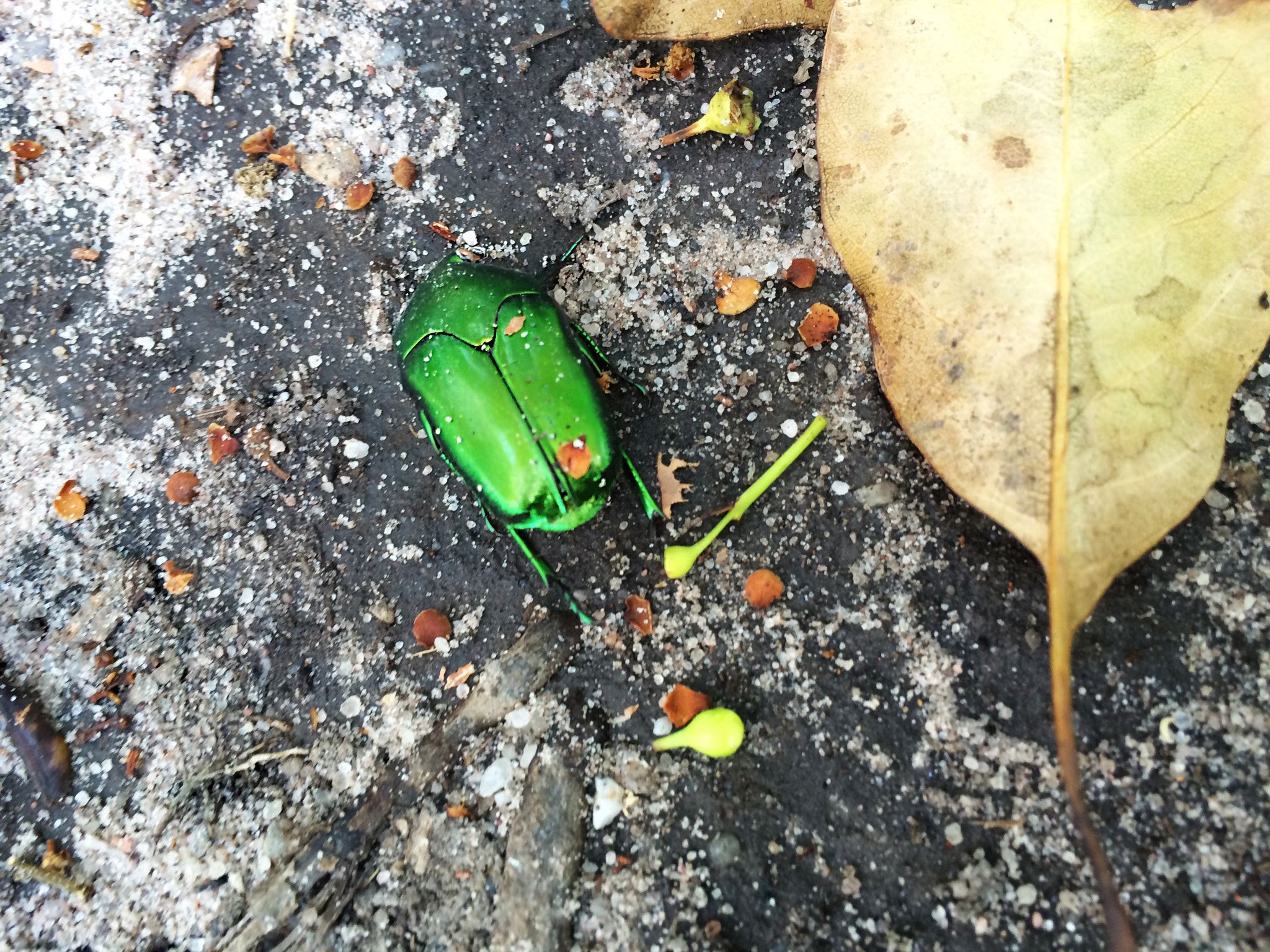 Christmas Beetle Facts