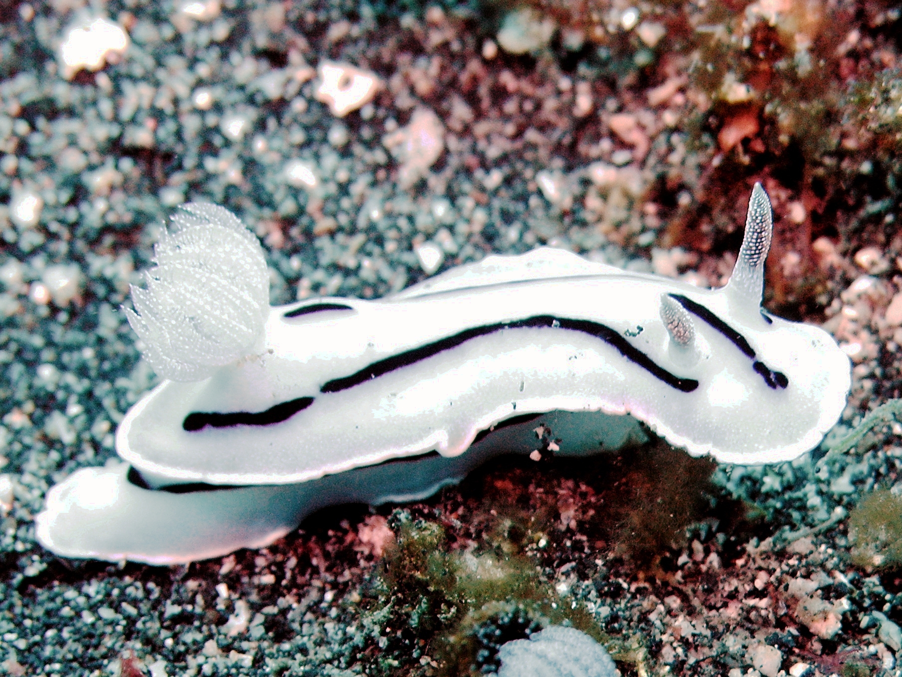 Chromodoris Willani Facts