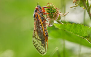 Cicada Facts