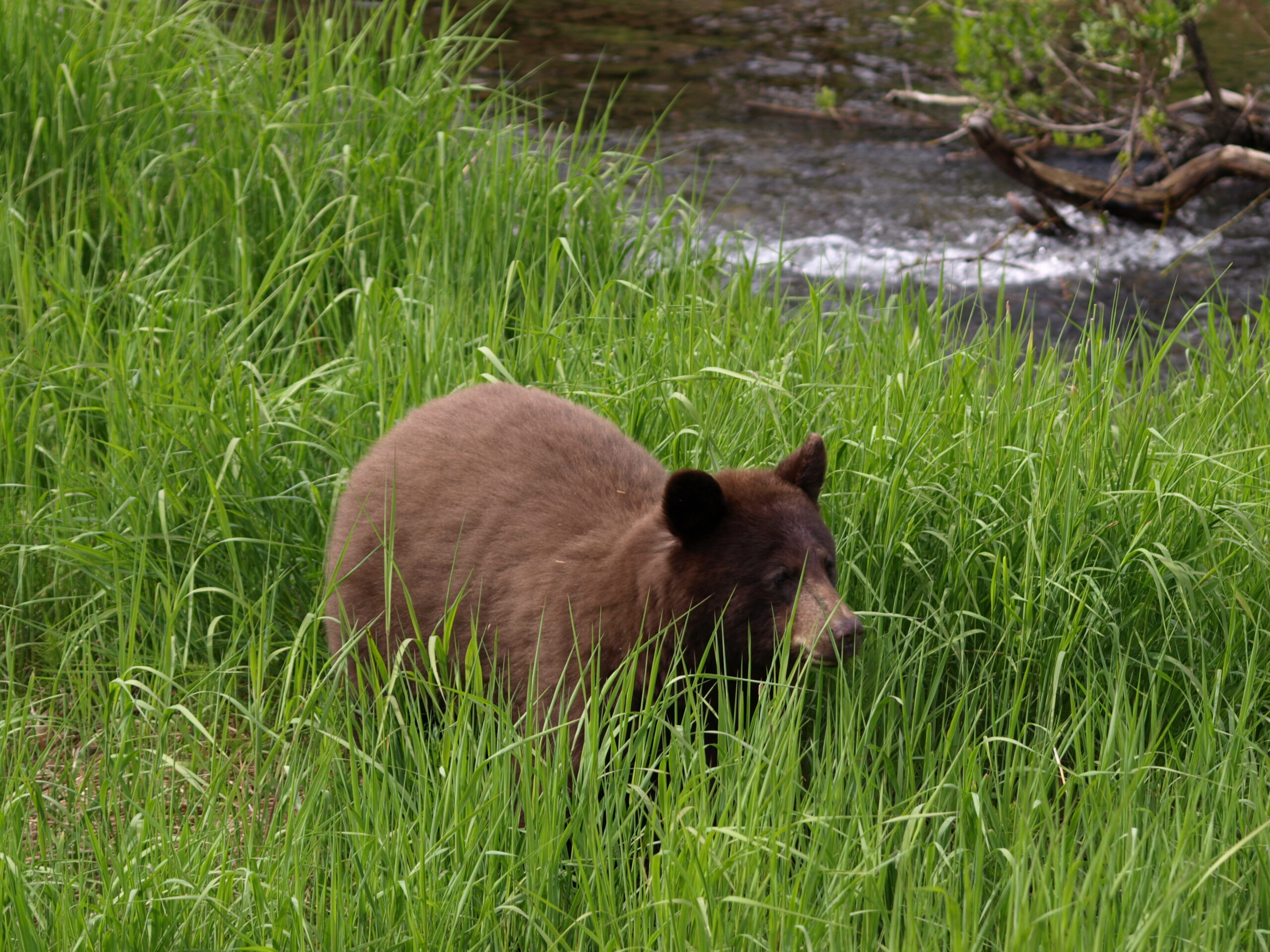 Cinnamon Bear Facts