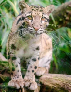 Clouded Leopard Facts