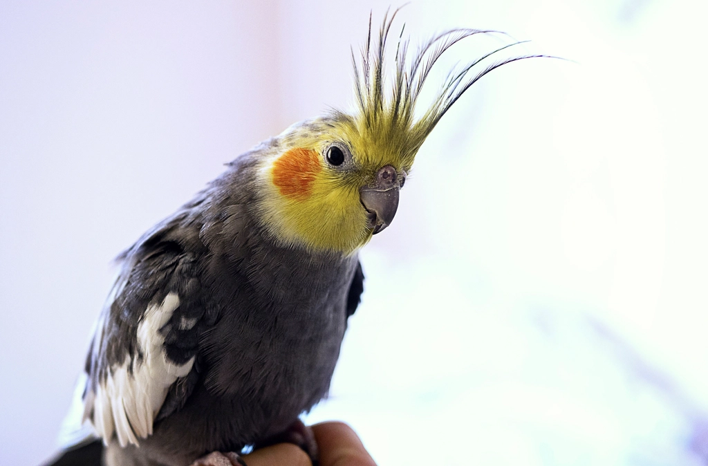 Cockatiel Facts