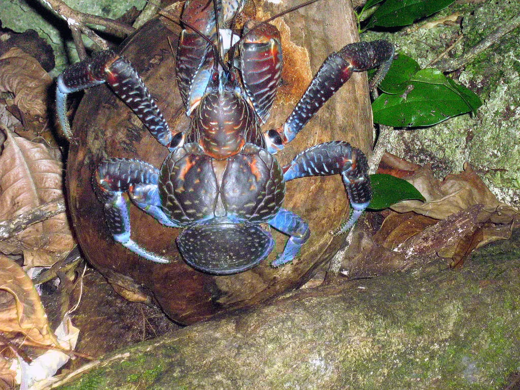 Coconut Crab Facts
