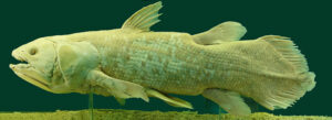 Coelacanth Facts