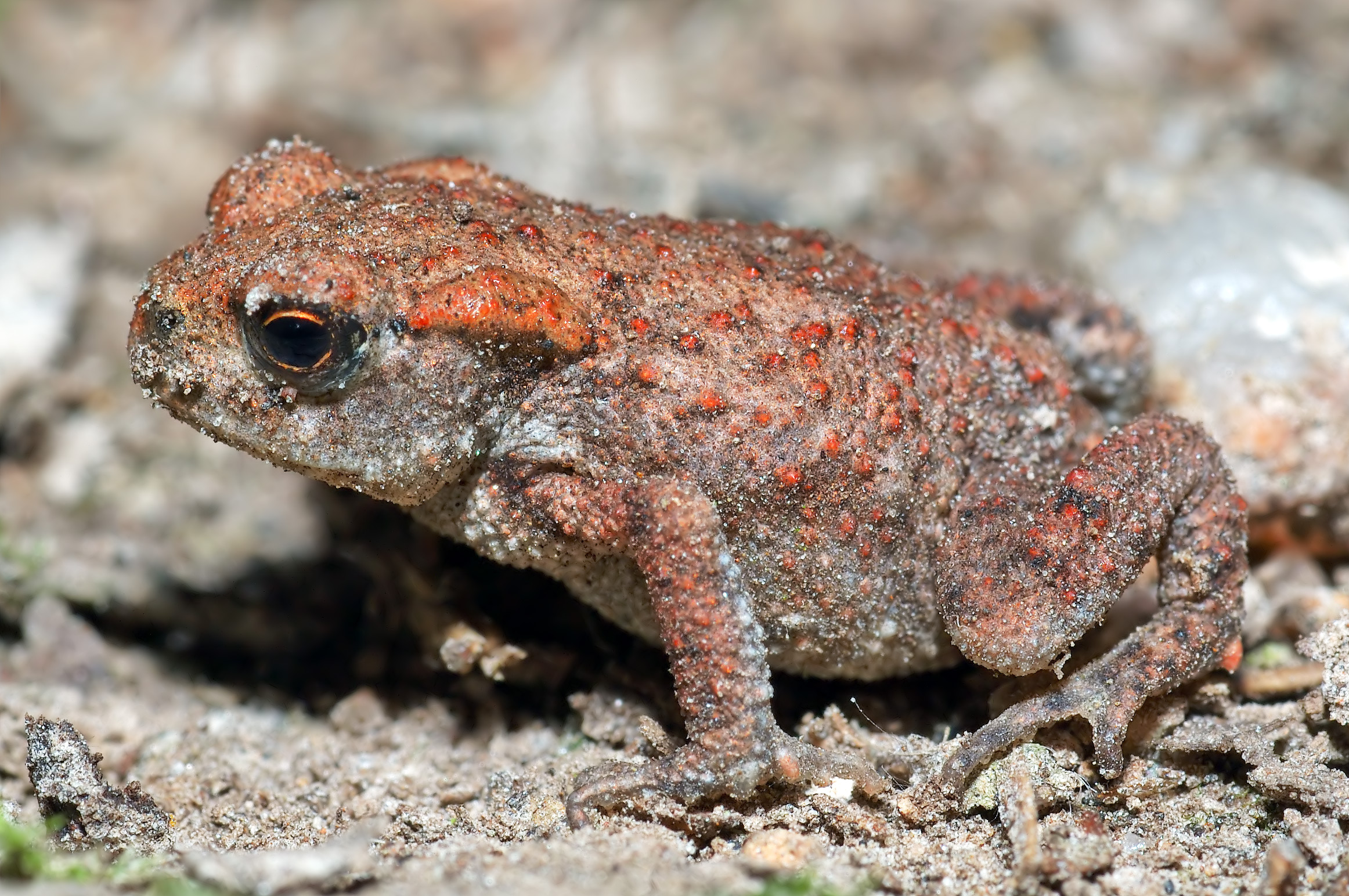 Common Toad Facts