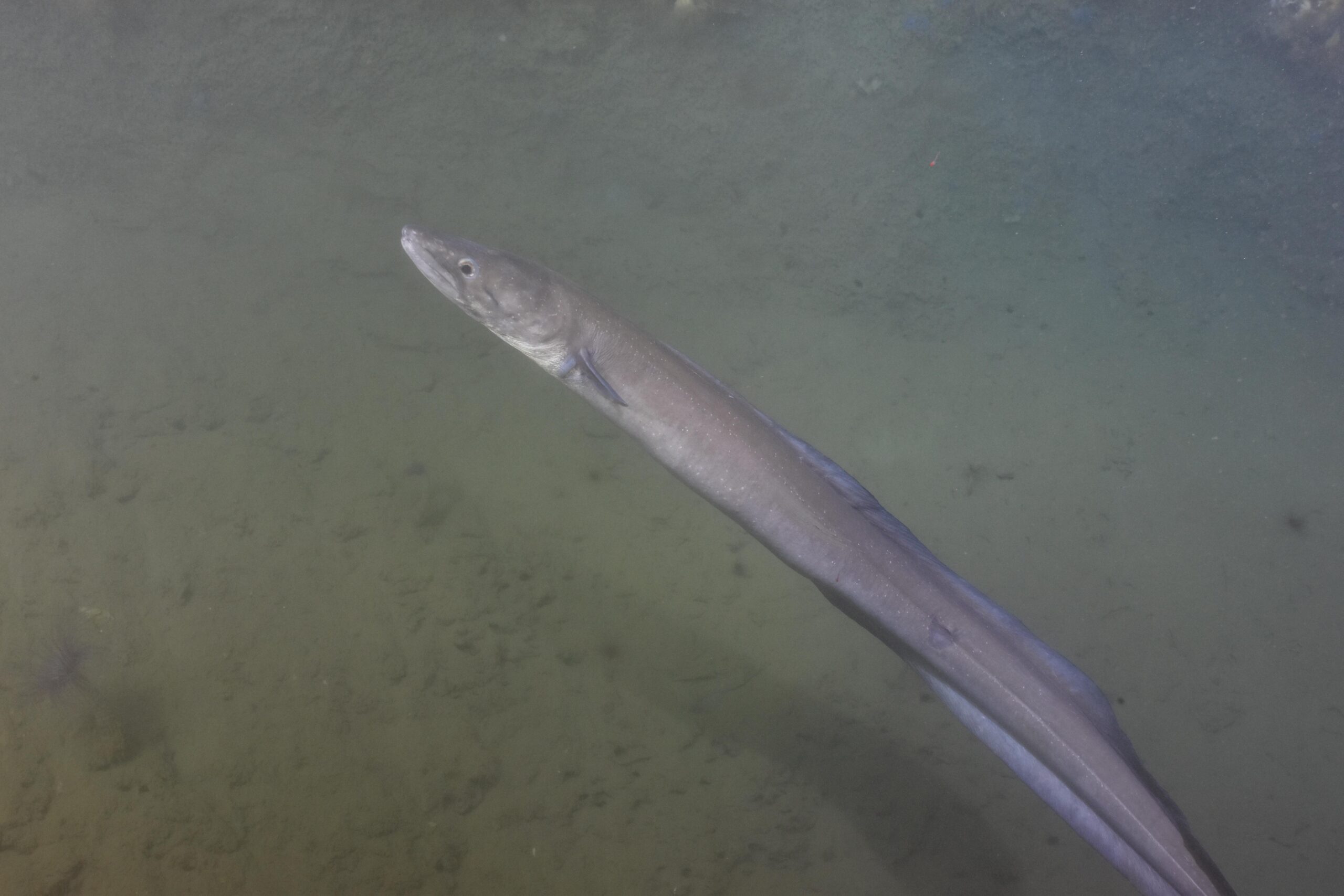 Conger Eel Facts