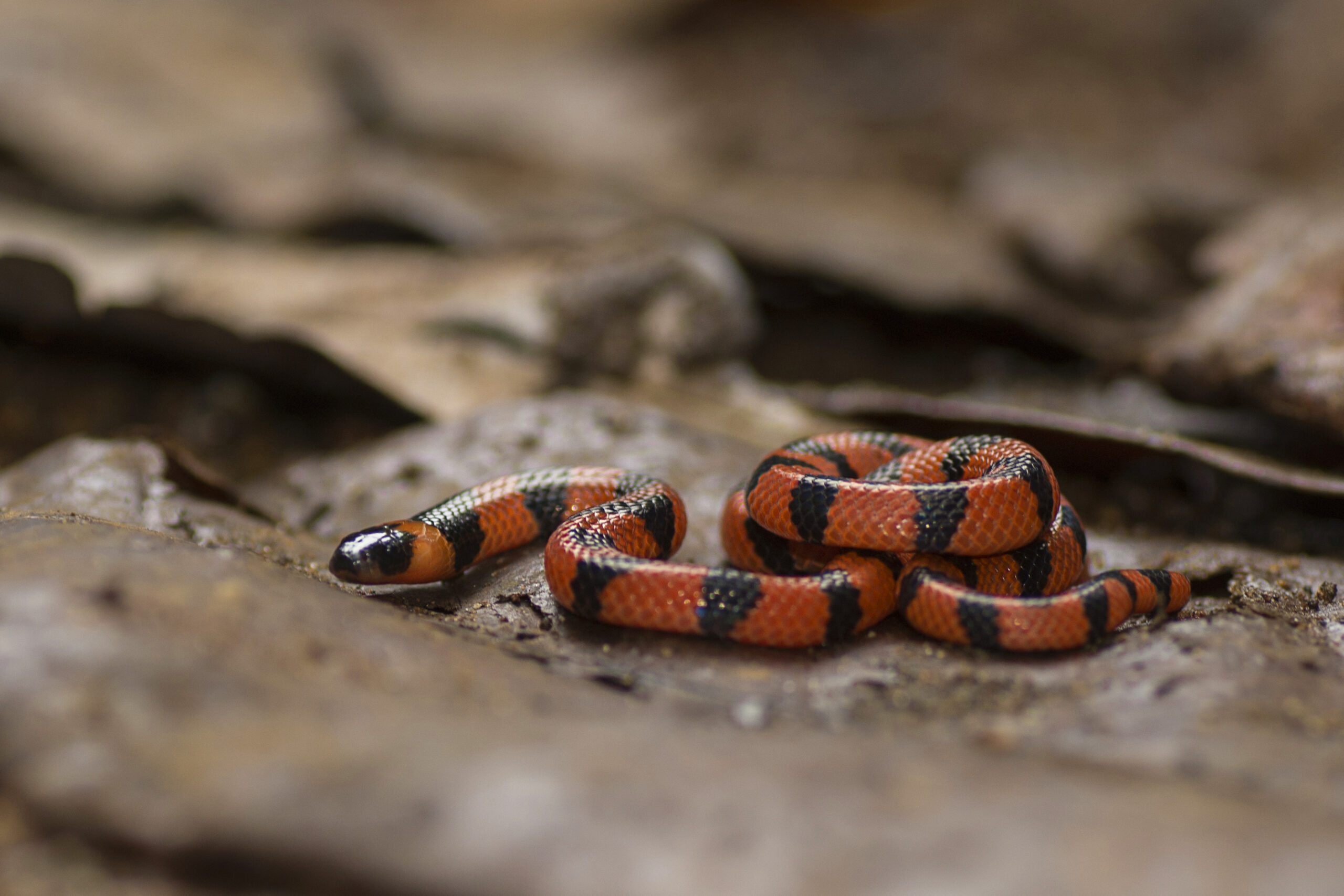 Coral Snake Facts