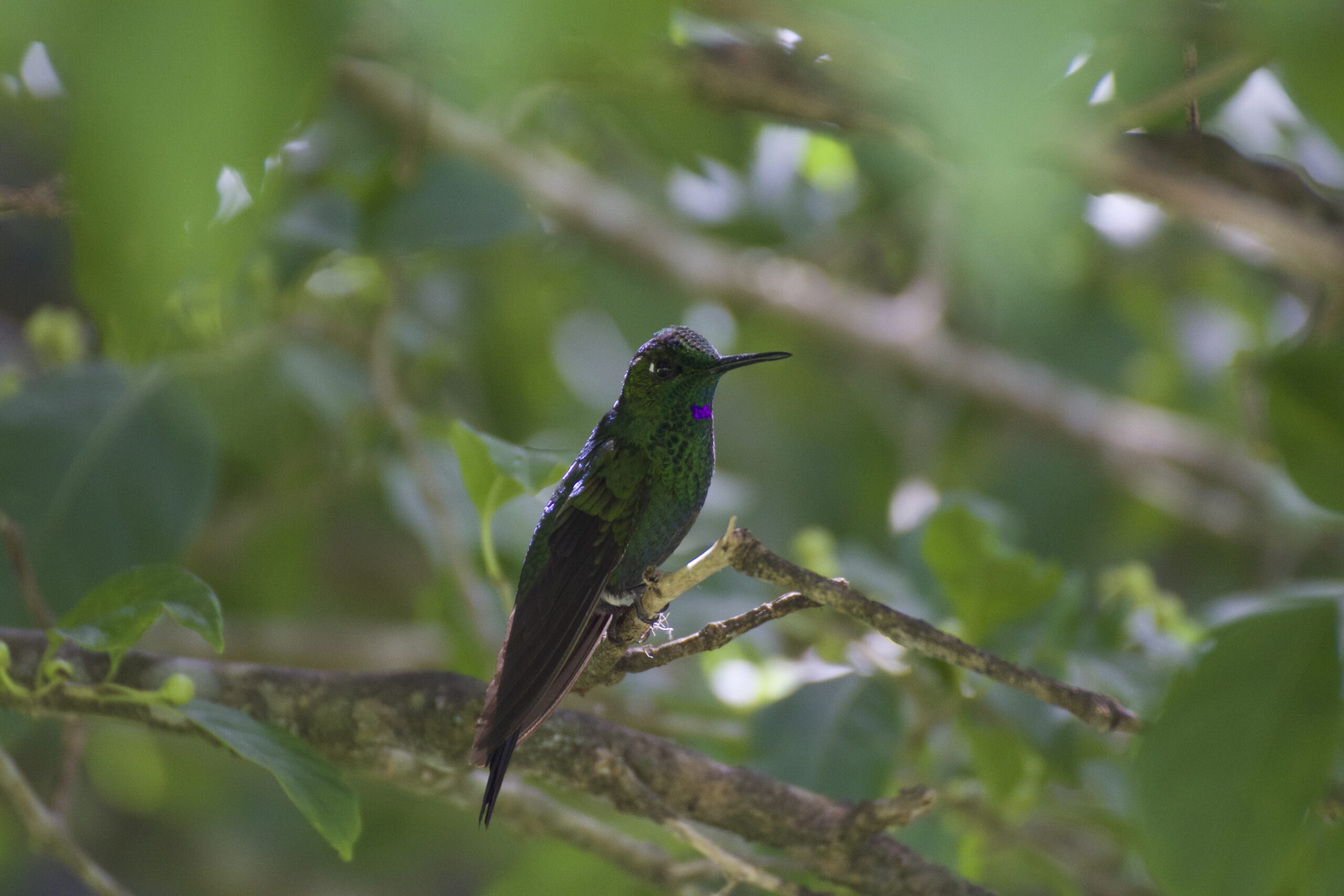 Costa’s Hummingbird Facts