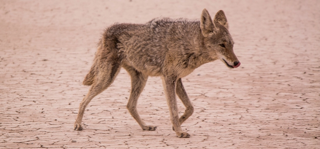Coyote Facts