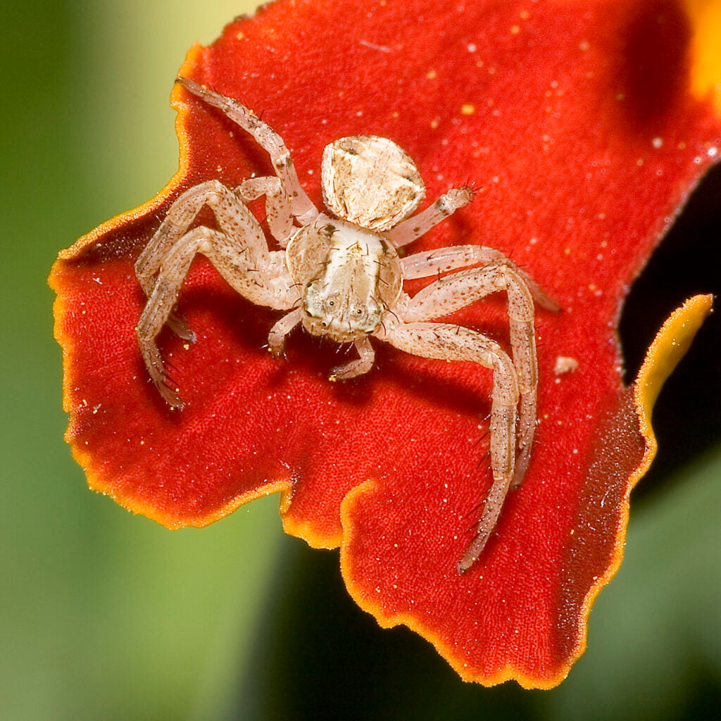 Crab Spider Facts: The Stealthy Floral Hunter - Animals Discovered