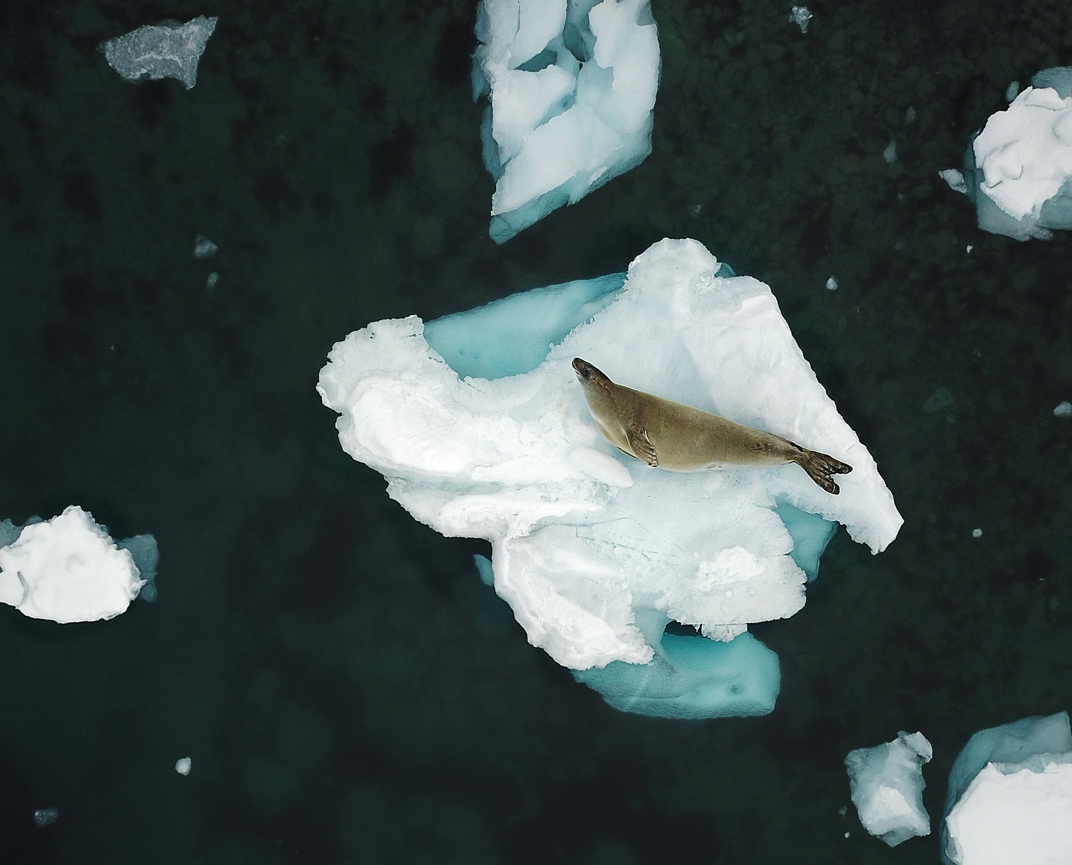 Crabeater Seal Facts