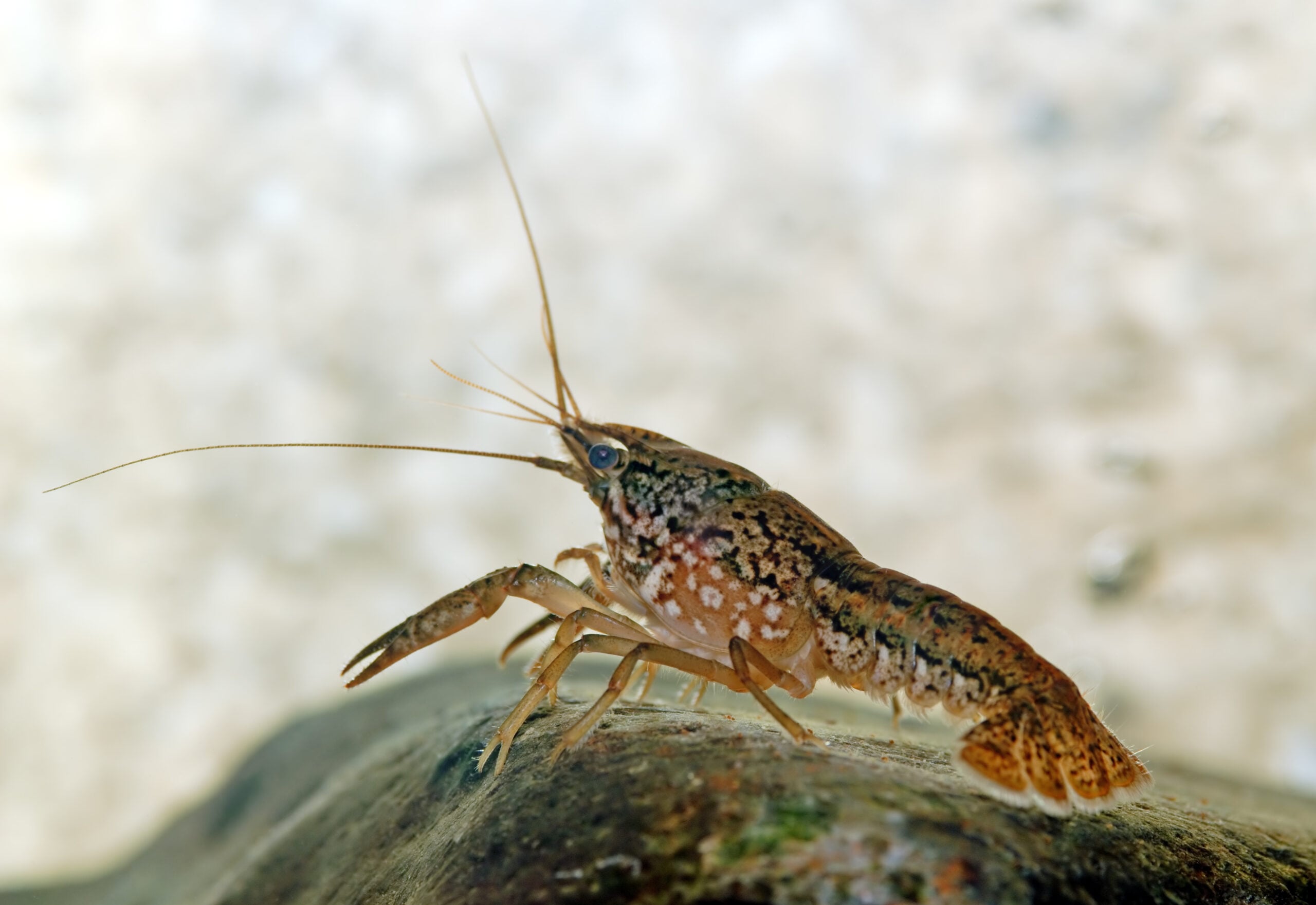 Crayfish Facts