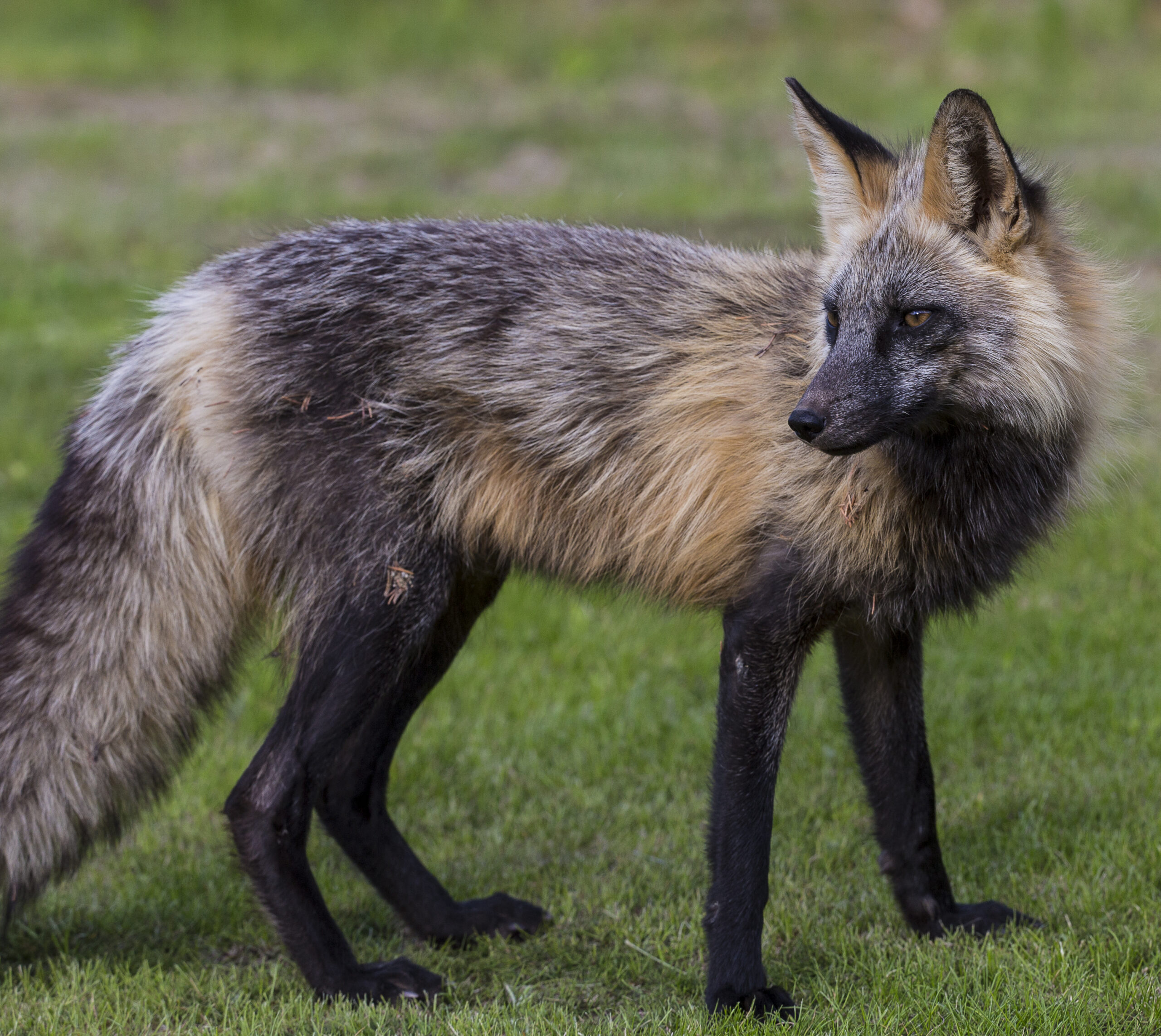 Cross Fox Facts