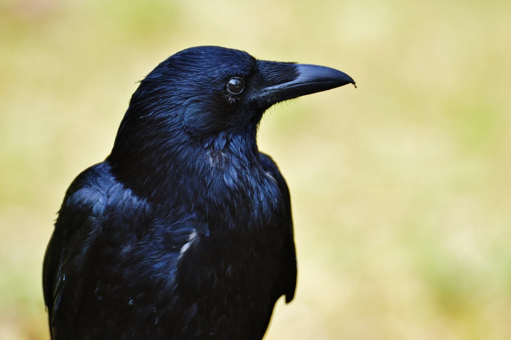 Crow Facts: The Intelligent Trickster of the Skies - Animals Discovered