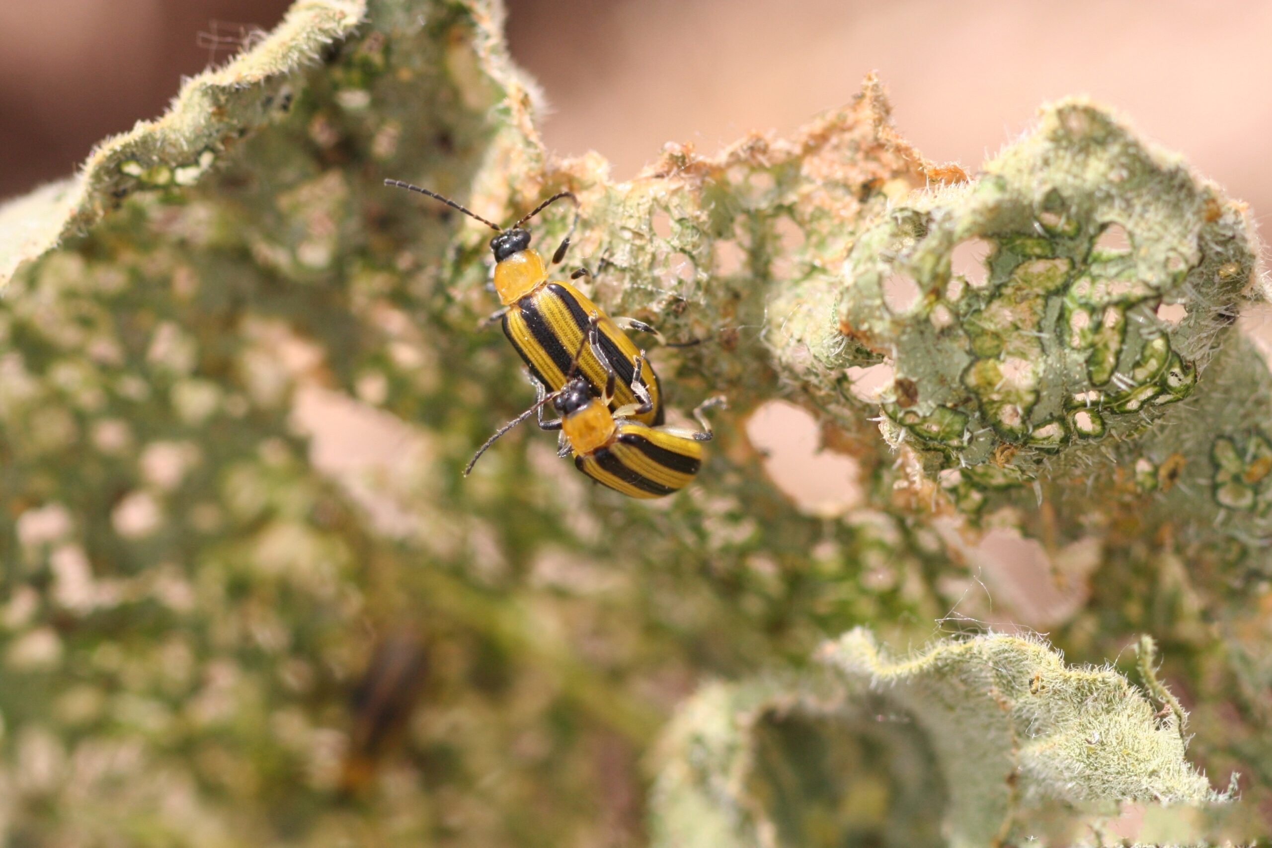 Cucumber Beetle Facts