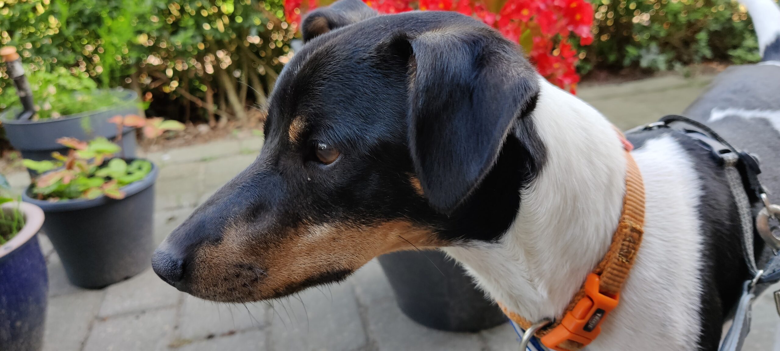Danish Swedish Farmdog Facts