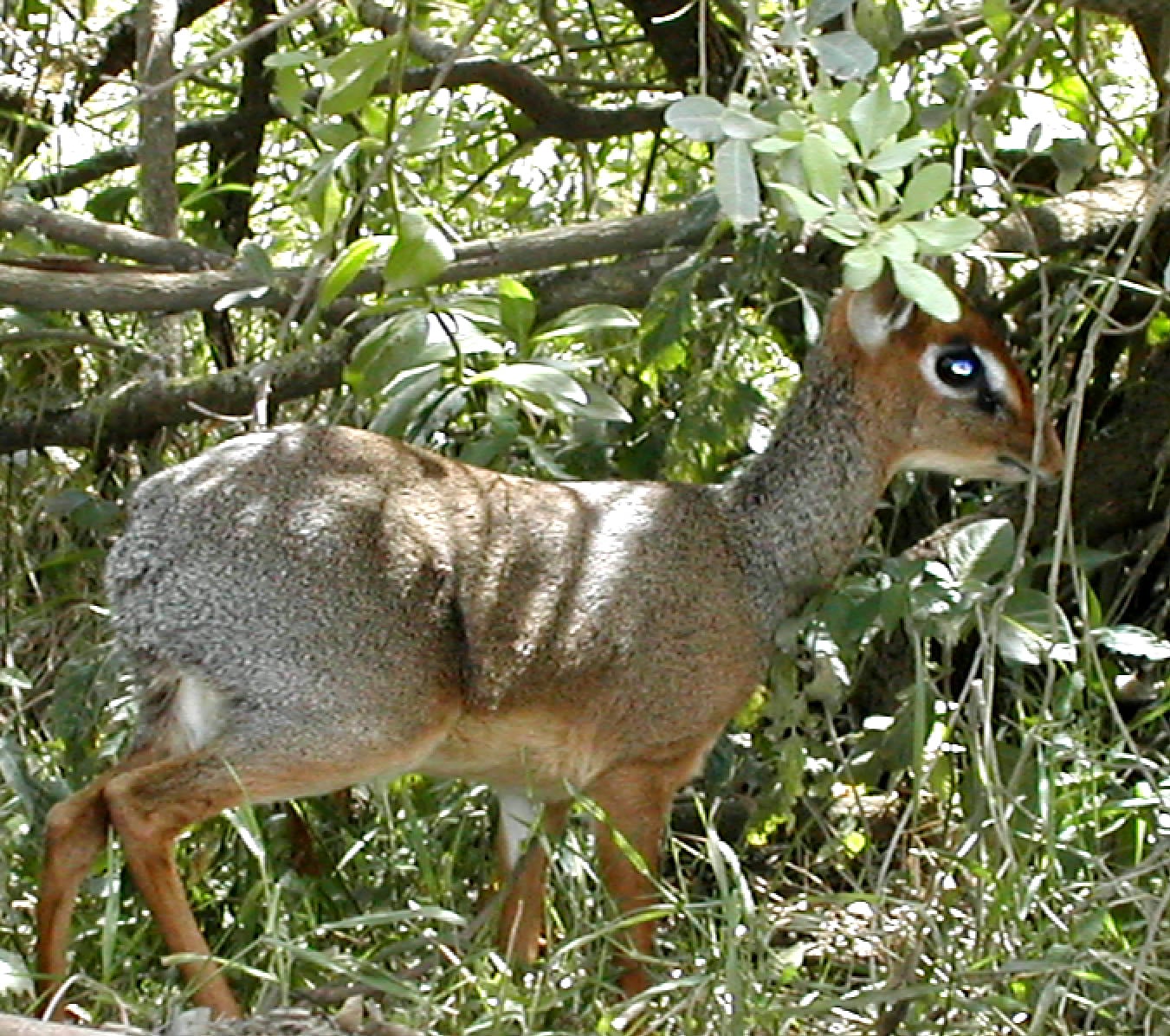 Dik-Dik Facts
