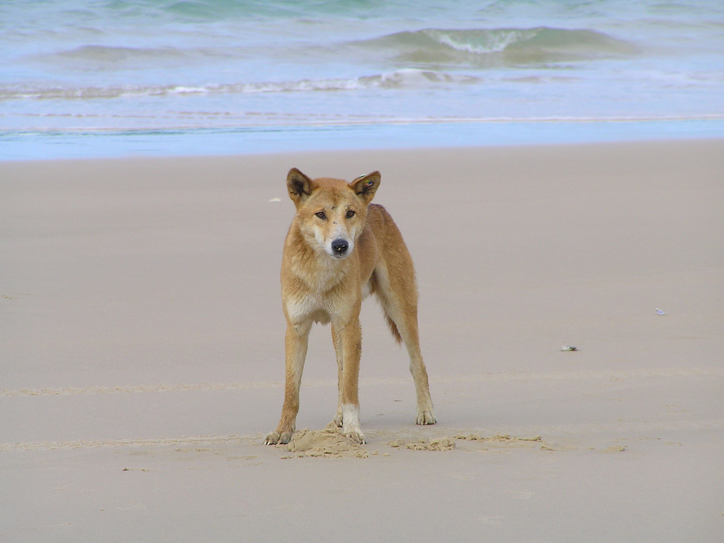 Dingo Facts