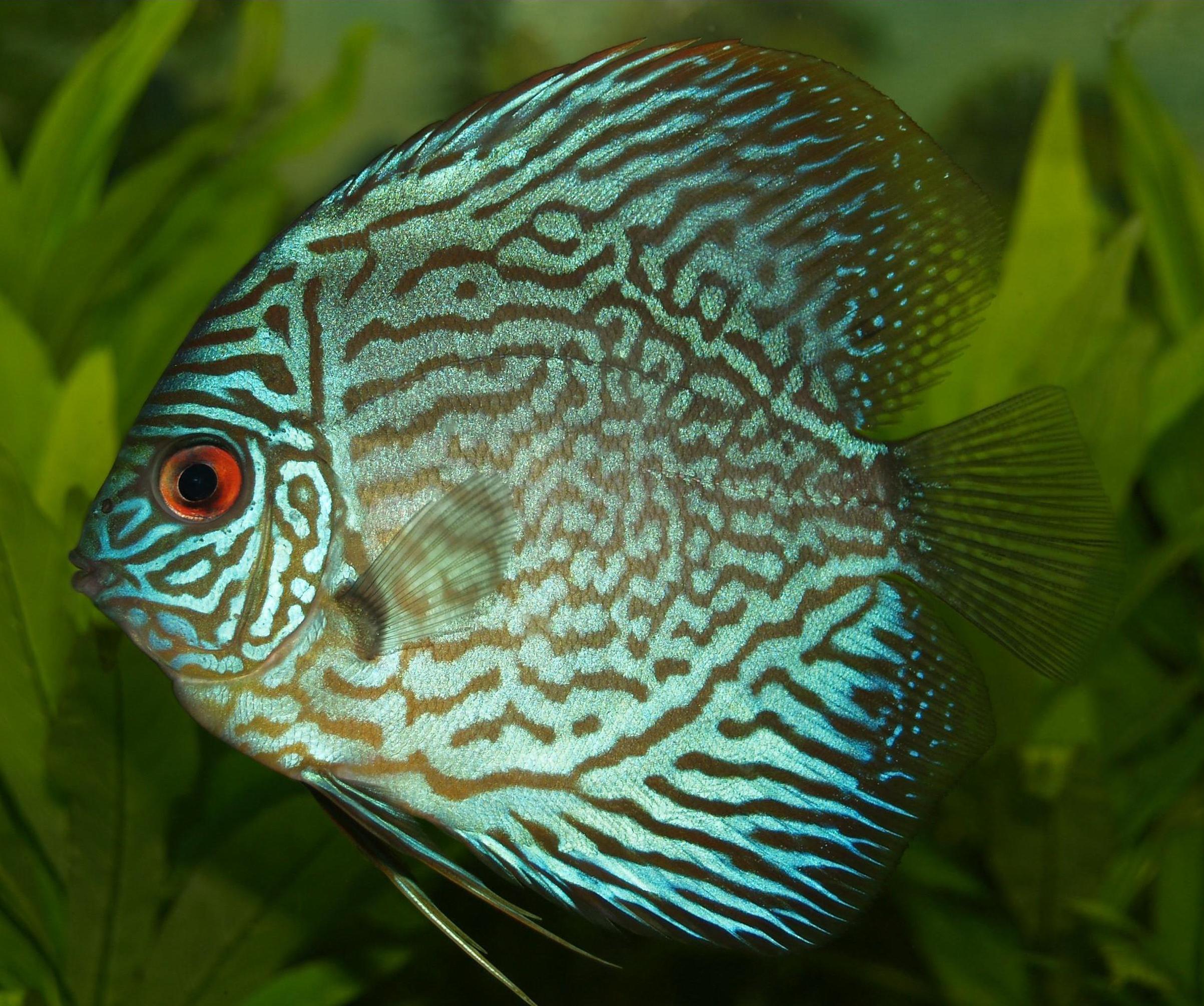 Discus Facts