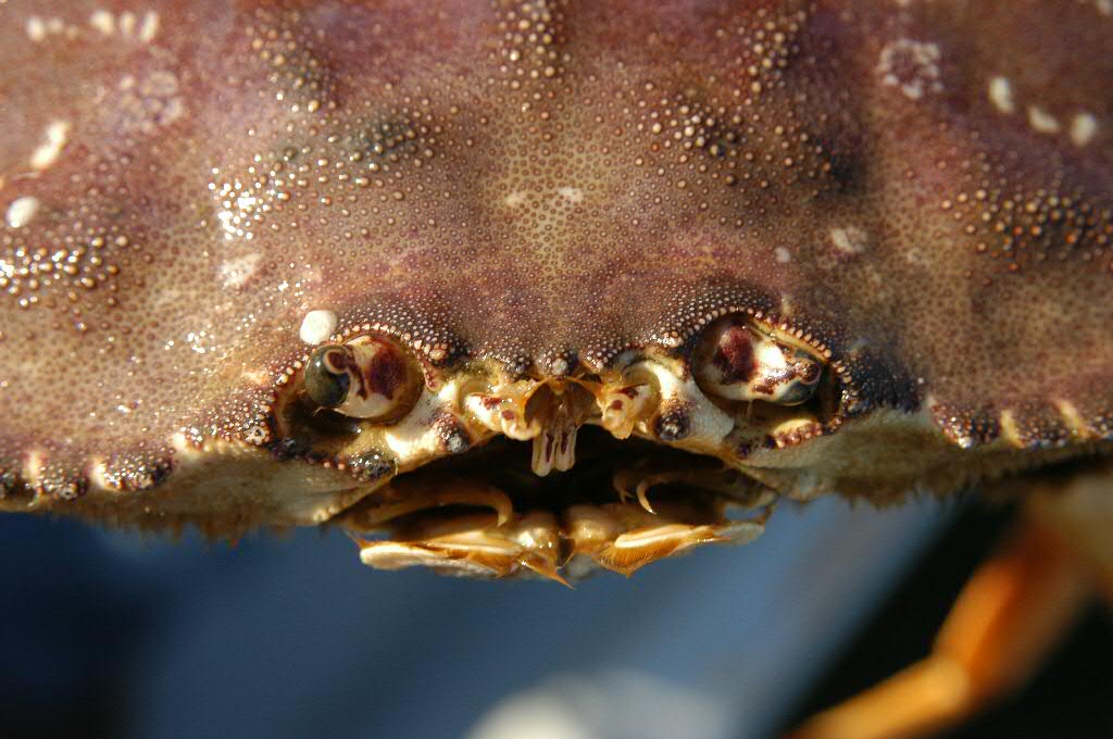 Dungeness Crab Facts