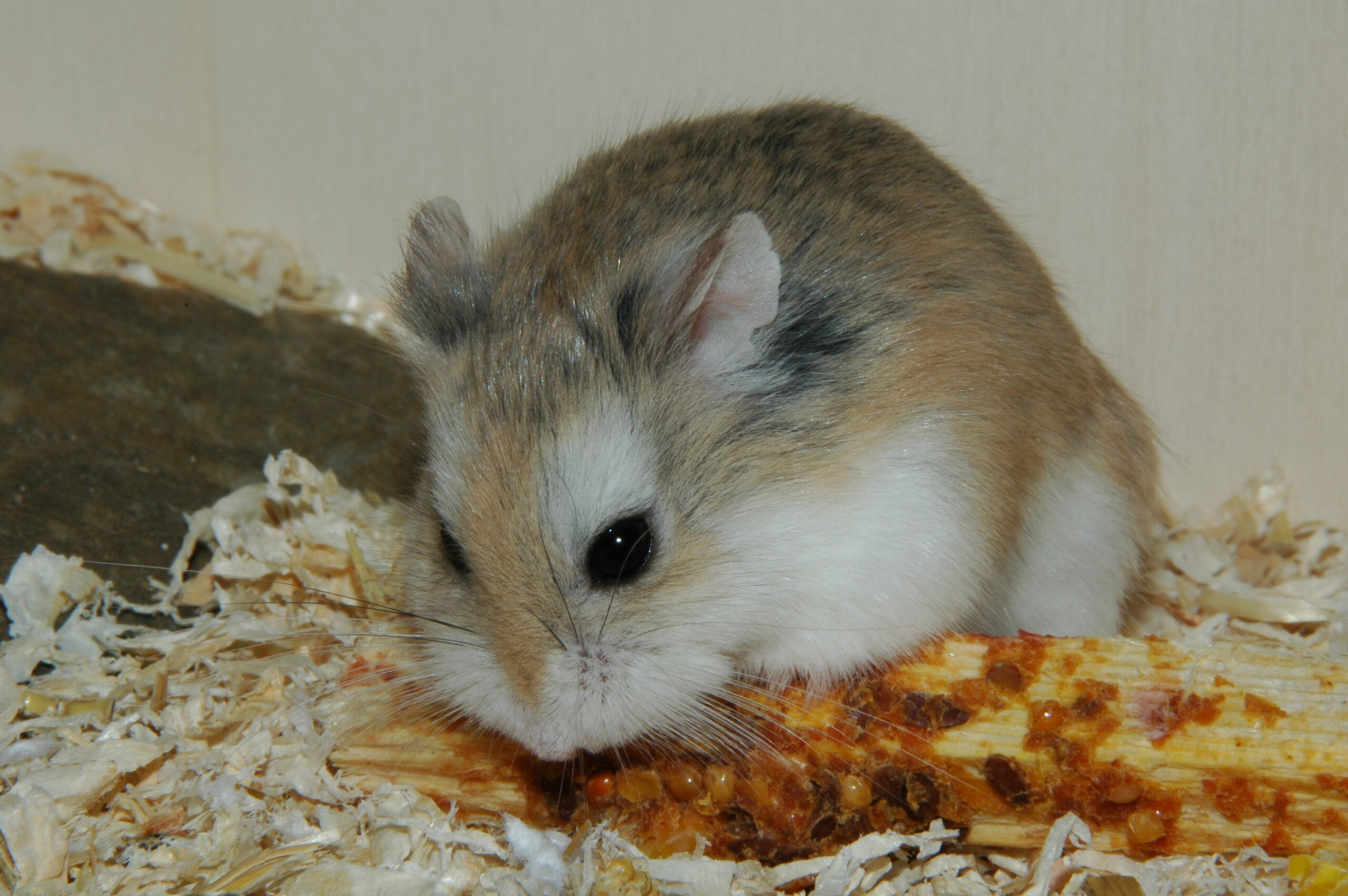 Dwarf Hamster Facts