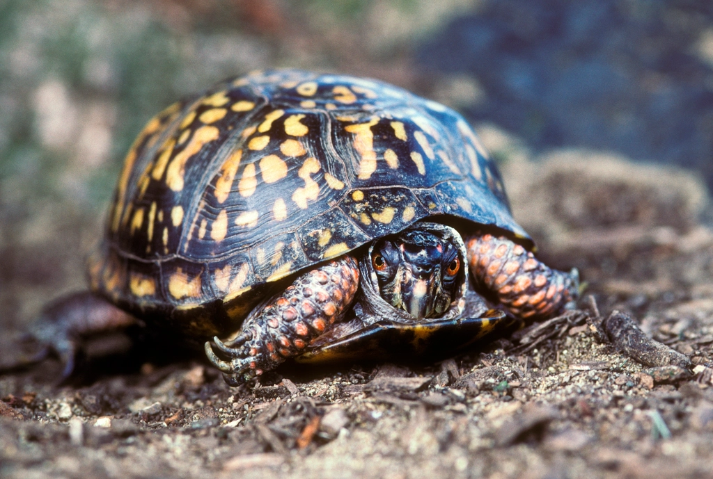 Eastern Box Turtle Facts