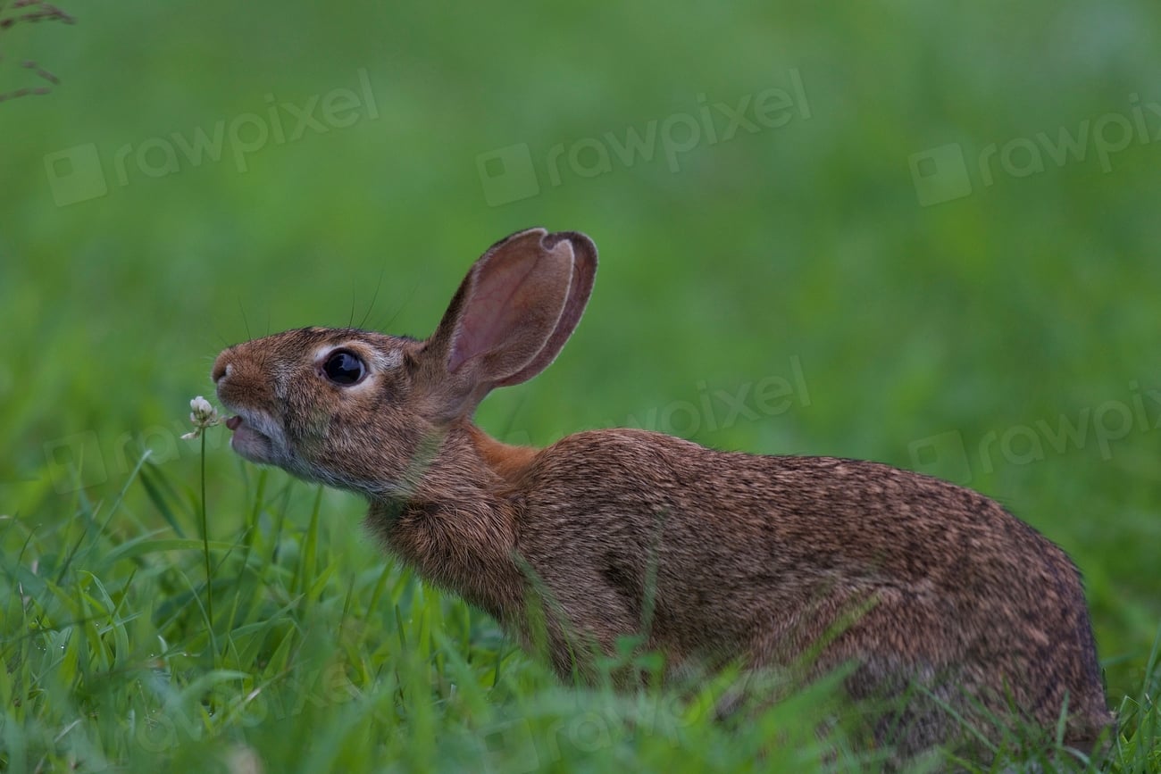 Eastern Cottontail Facts