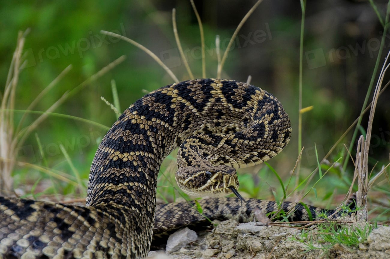 Eastern Diamondback Rattlesnake Facts