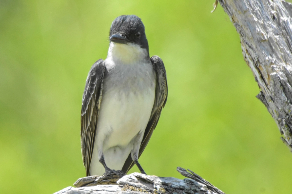 Eastern Kingbird Facts