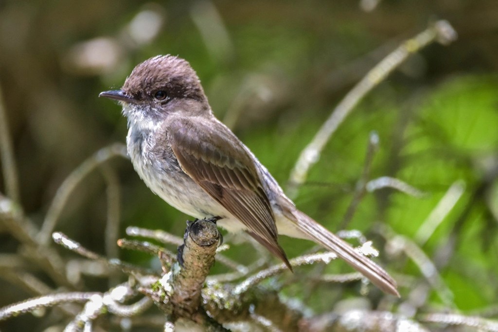 Eastern Phoebe Facts