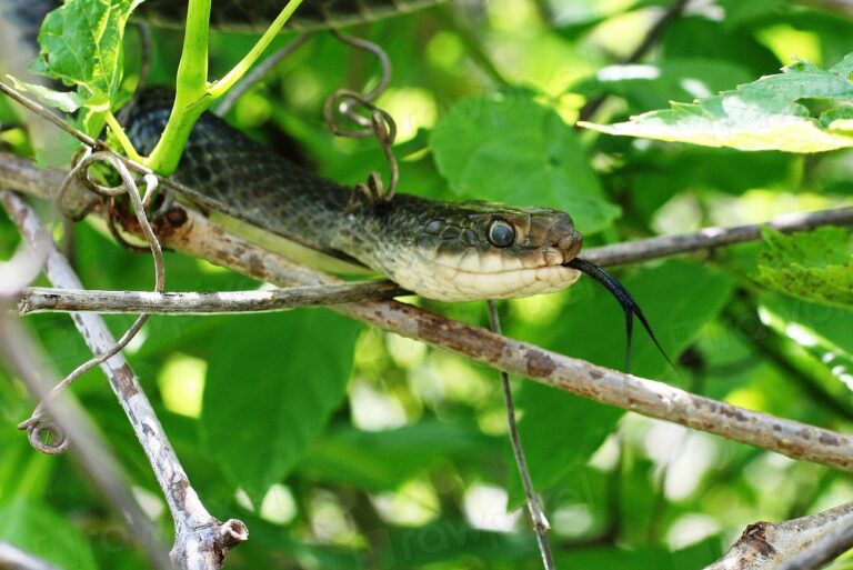 Eastern Racer Friendly Eastern Racer Facts: The Speedy Green Guardian - Animals Discovered