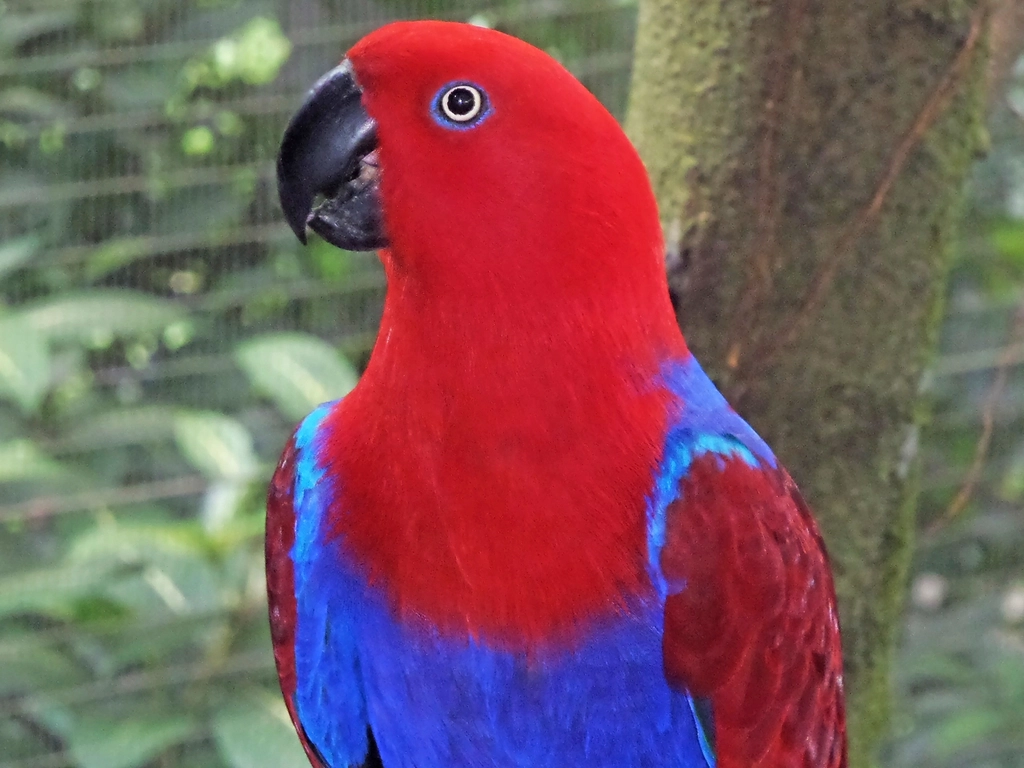 Eclectus Parrot Facts: The Gender-Bender of the Aviary - Animals Discovered
