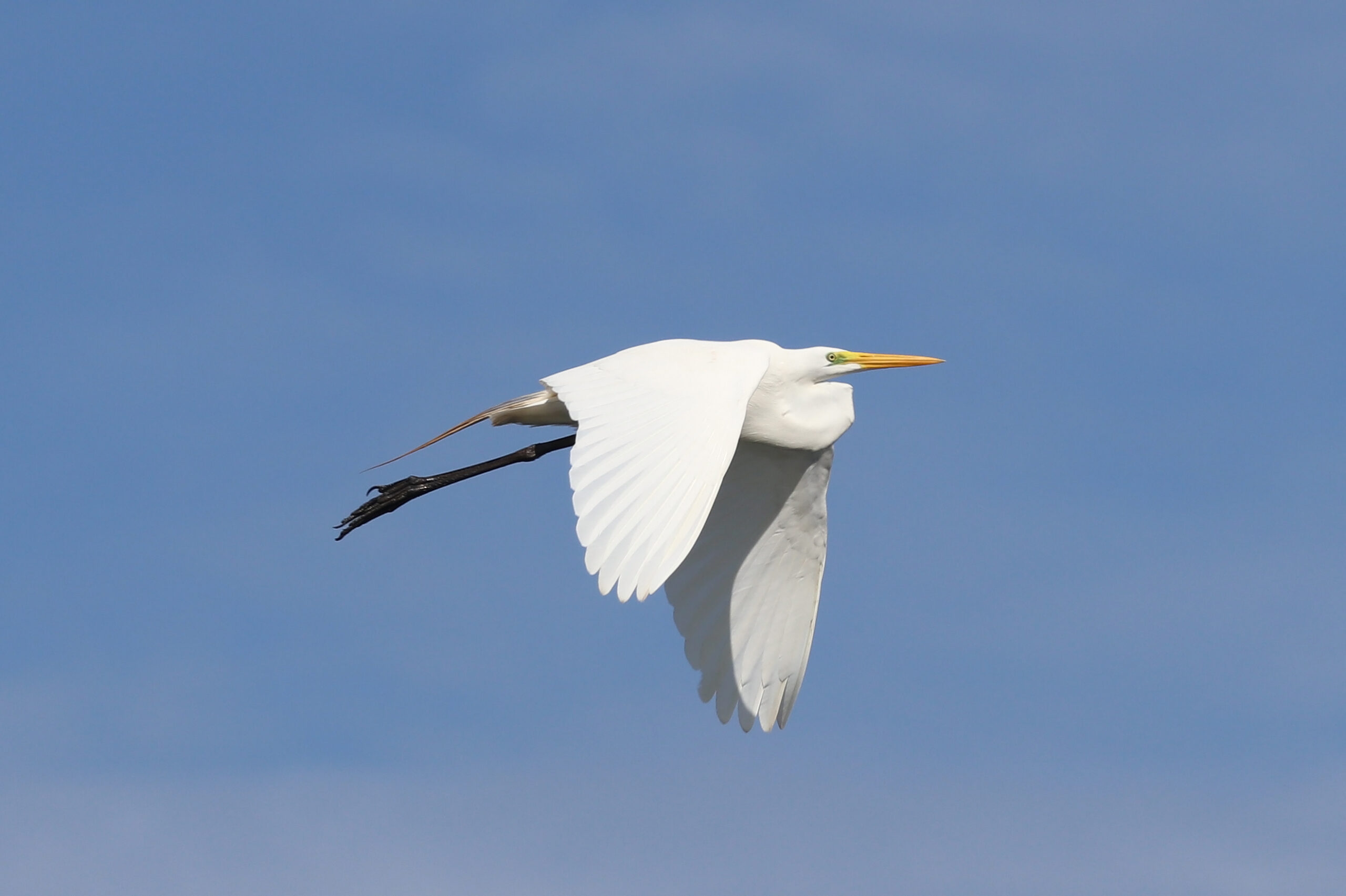 Egret Facts