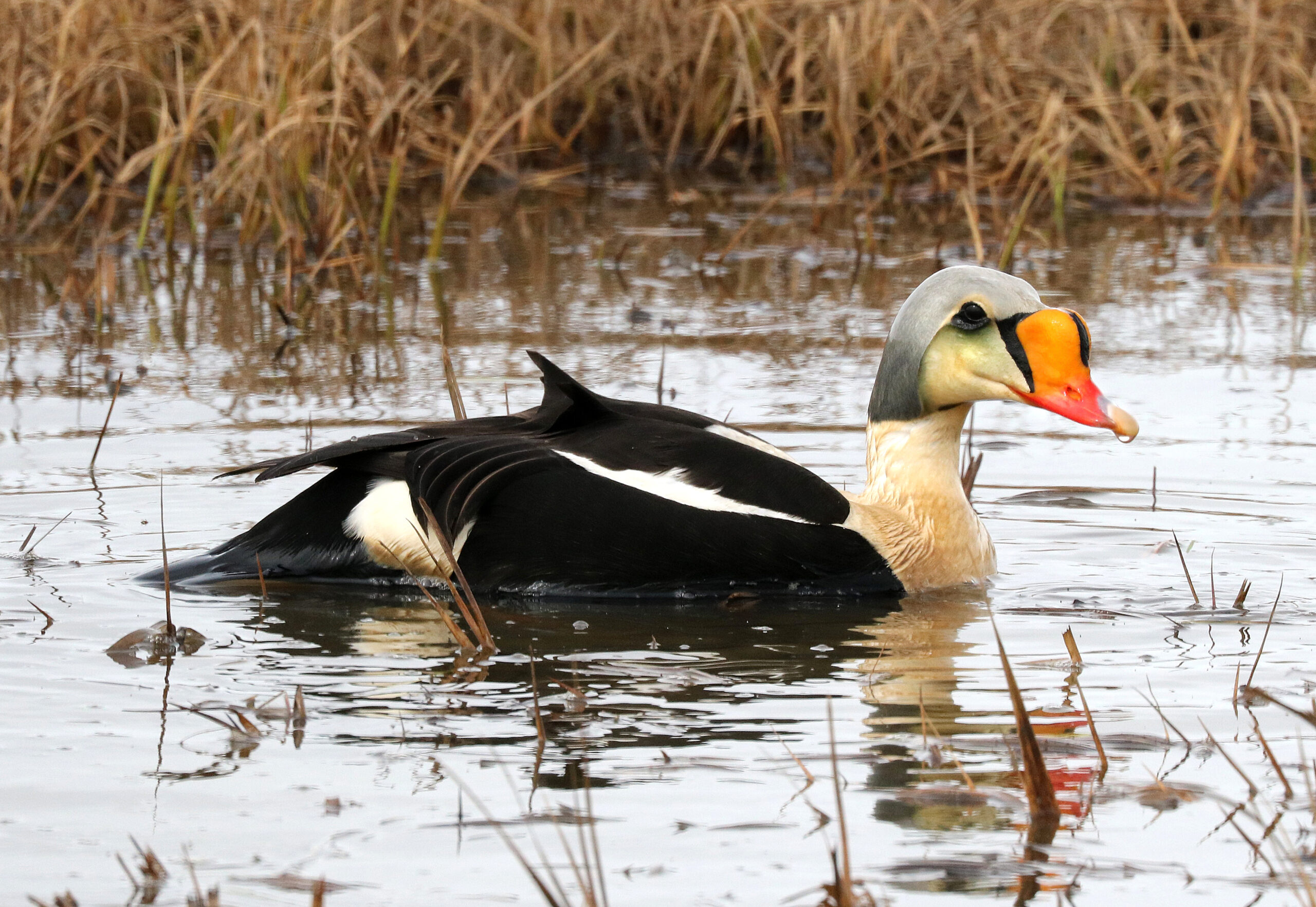 Eider Facts