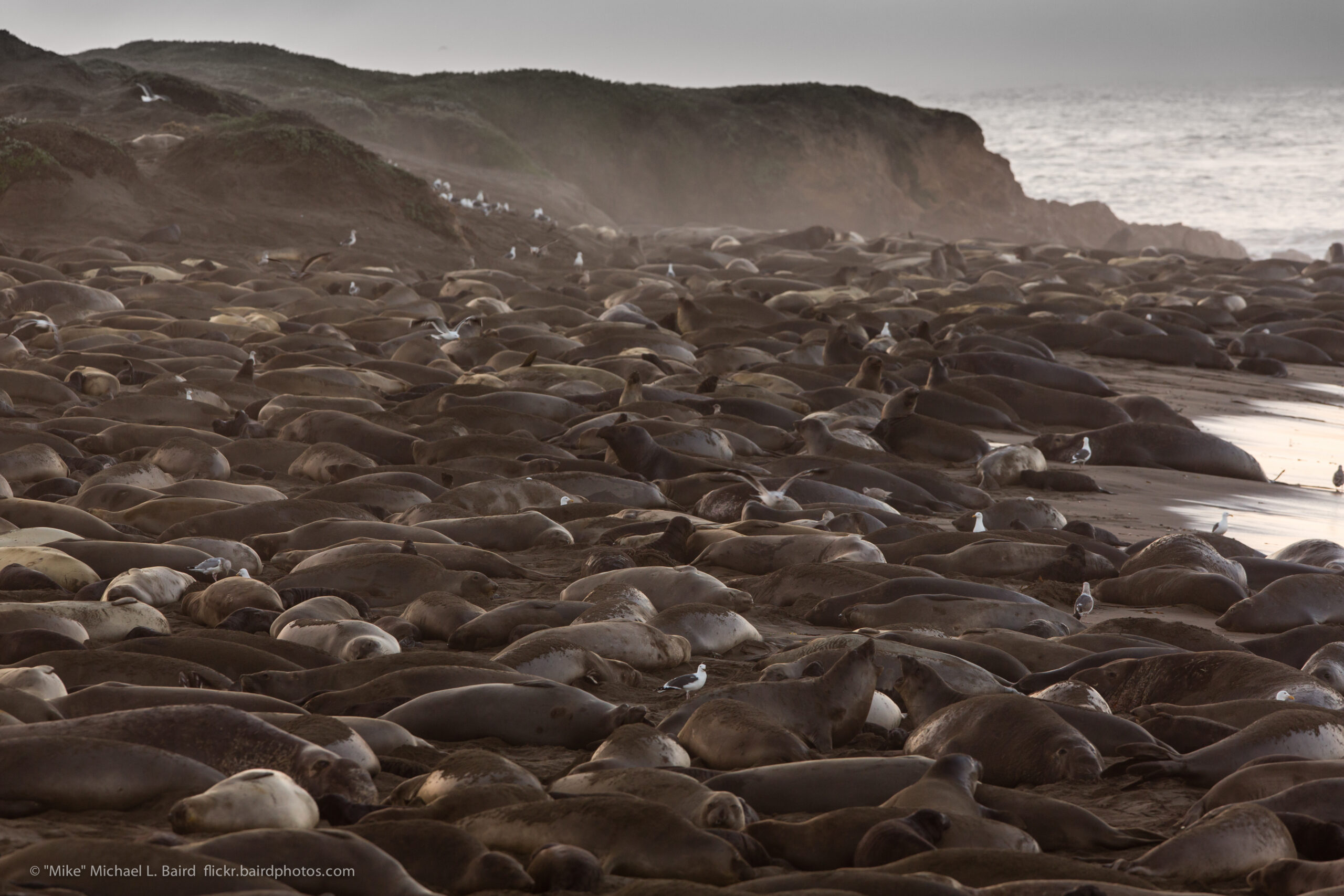 Elephant Seal Facts