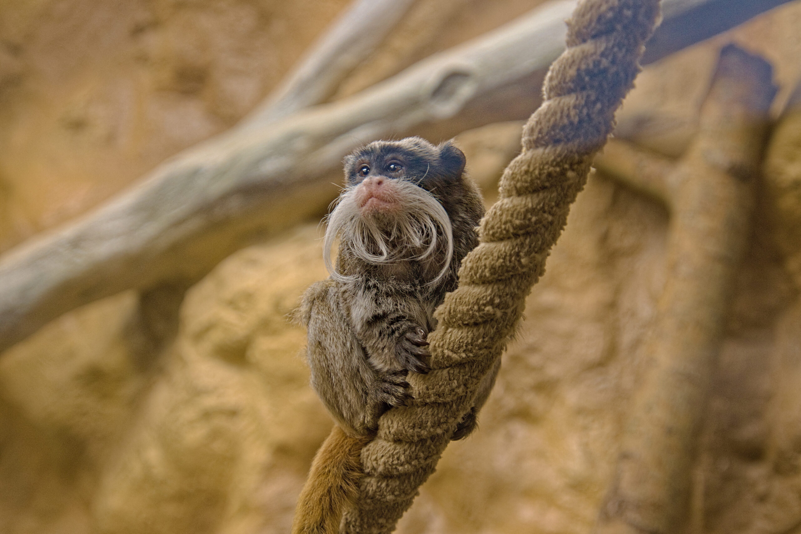 Emperor Tamarin Facts