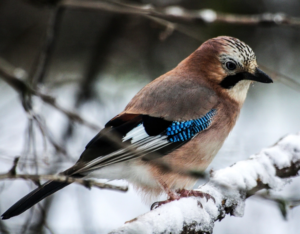 Eurasian Jay Facts