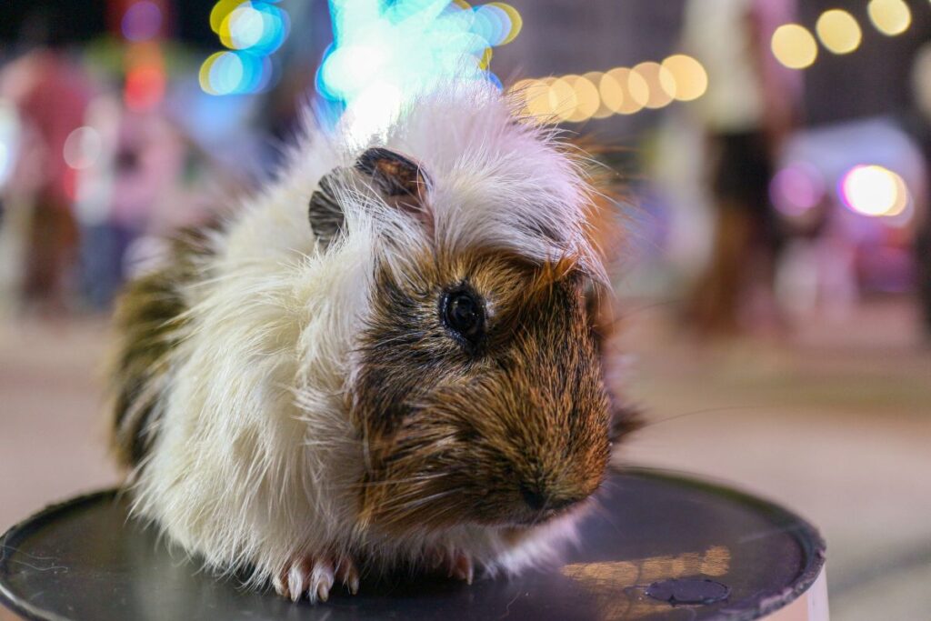 Fact About Abyssinian Guinea Pig