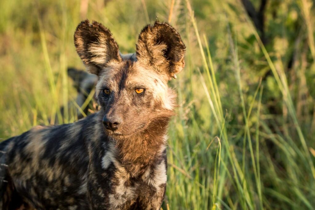Facts About African Wild Dogs