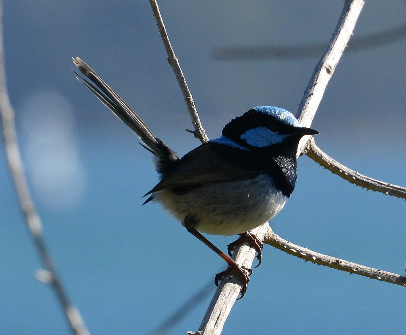 Fairy-Wren Facts