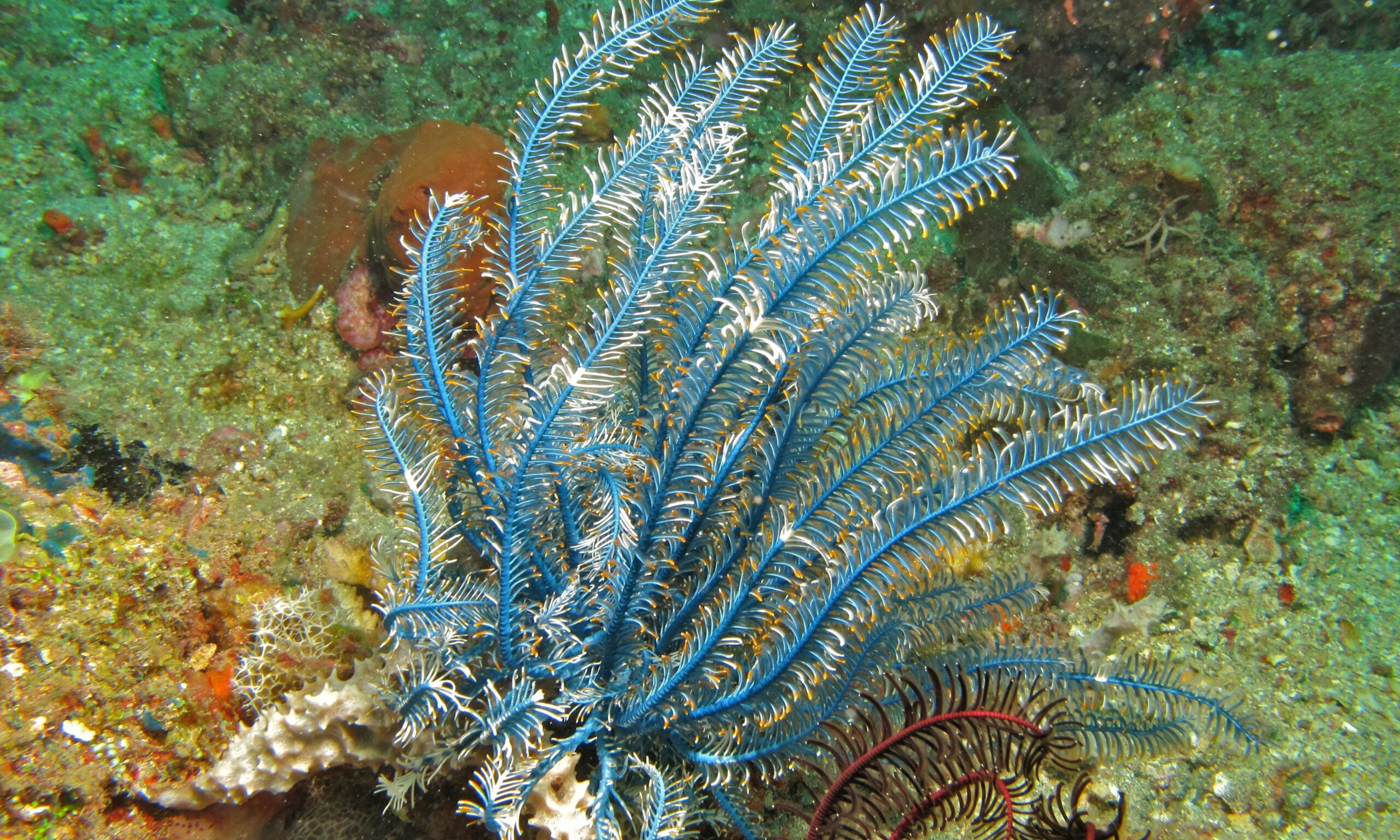 Feather Star Facts