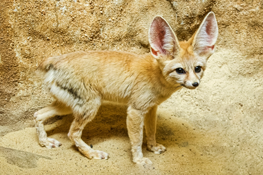 Fennec Fox Facts