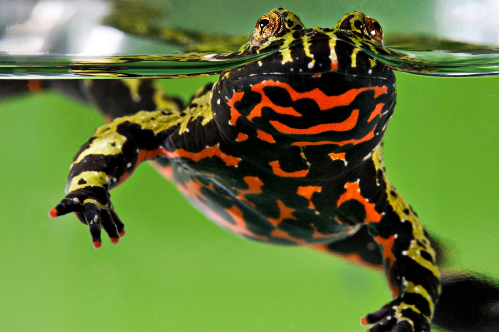 Fire-Bellied Toad Facts: Nature's Toxic Showstopper - Animals Discovered