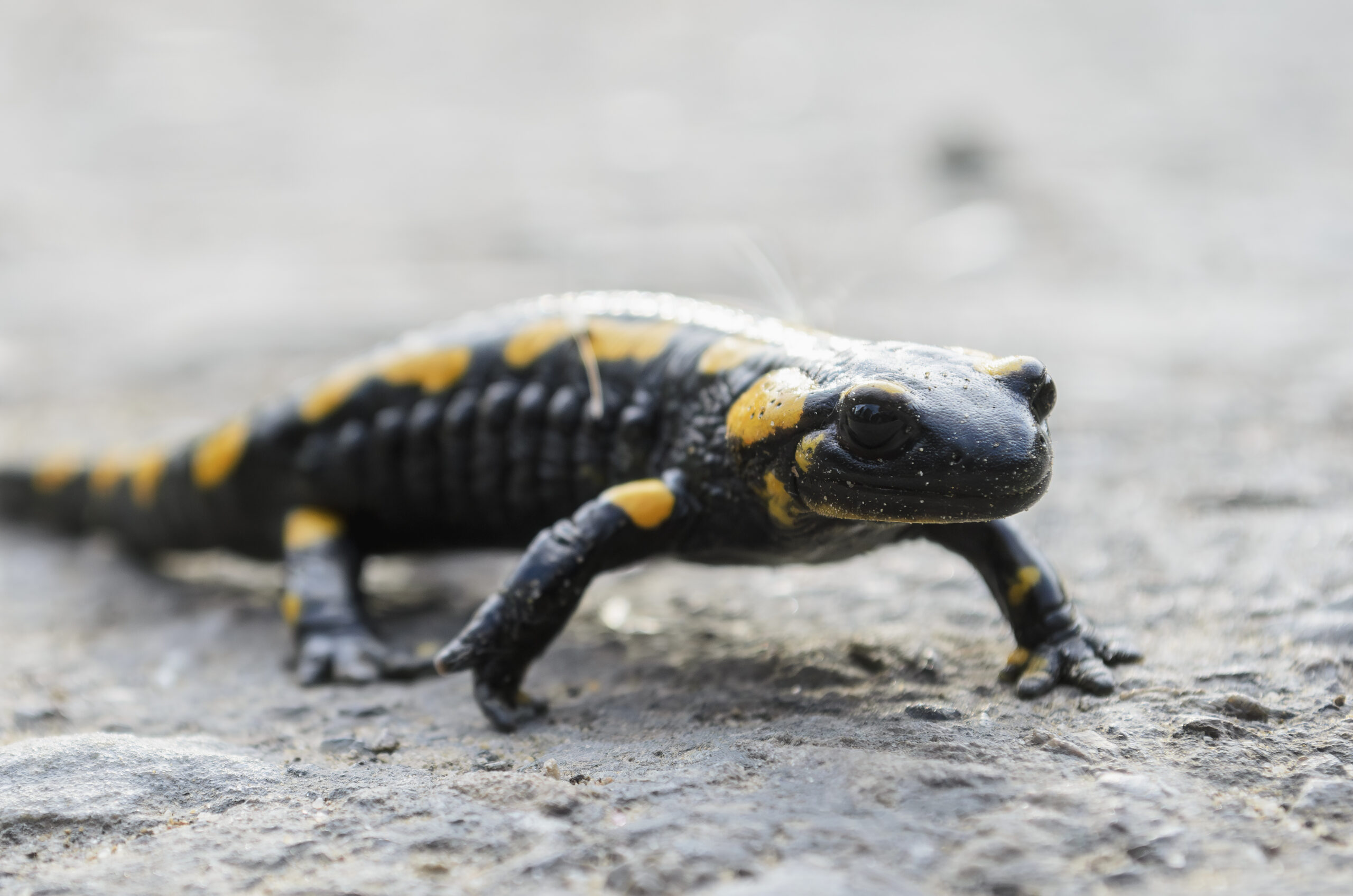 Fire salamander Facts