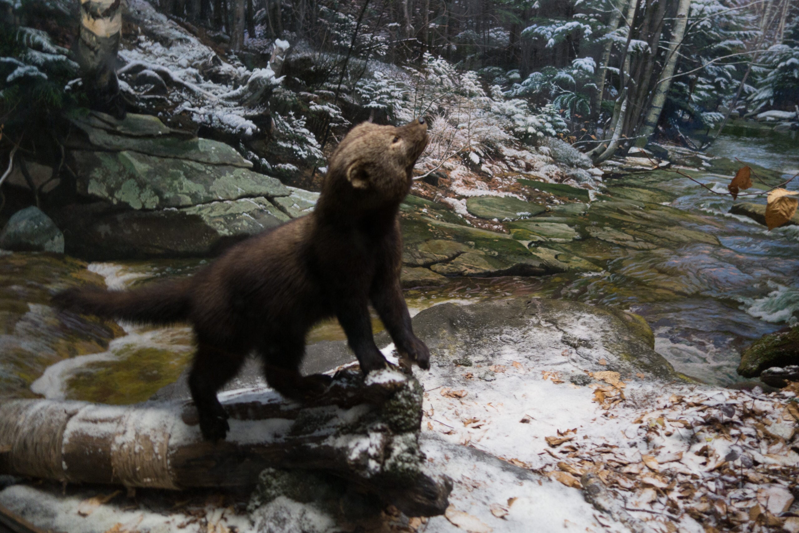 Fisher Cat Facts