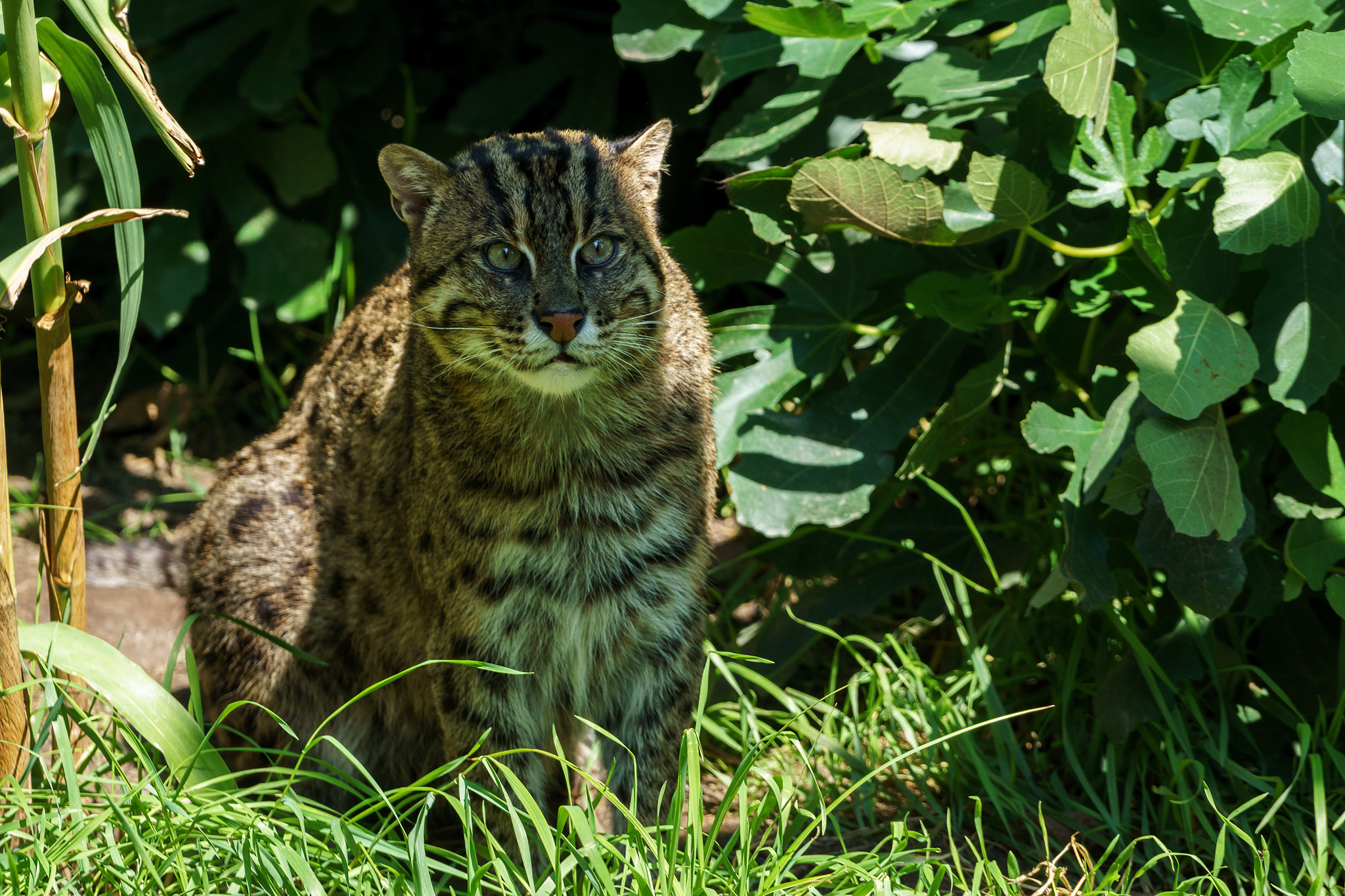 Fishing Cat Facts: Master of Aquatic Pursuits - Animals Discovered