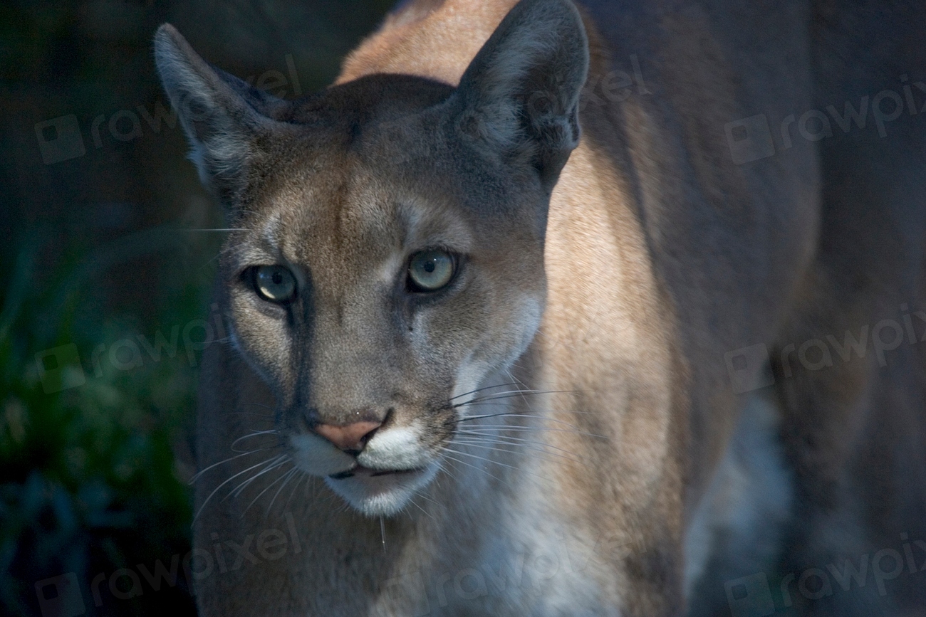 Florida Panther Facts