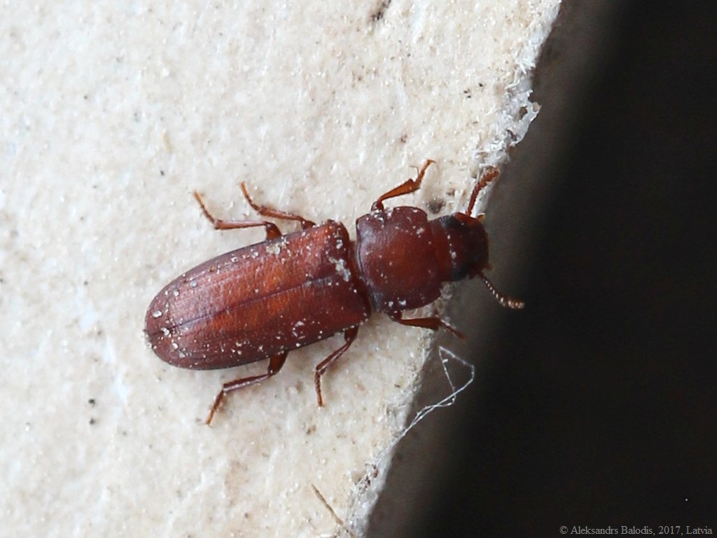 Flour Beetle Facts